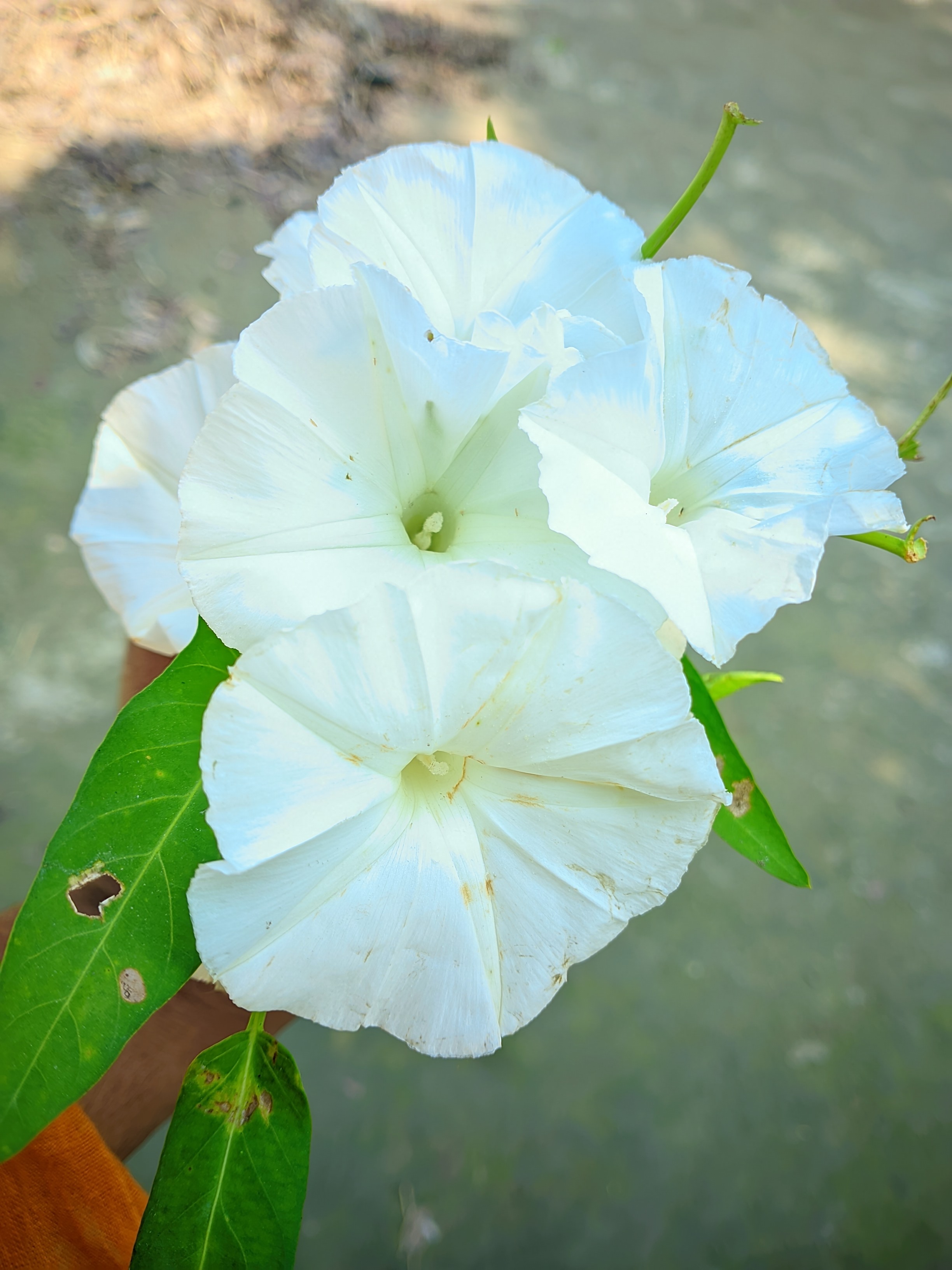 Mita Rahman